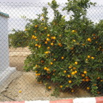 Vallado de parcelas